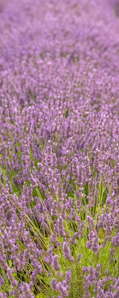 Levandule Květiny Poli Provence Krásné Pozadí — Stock fotografie