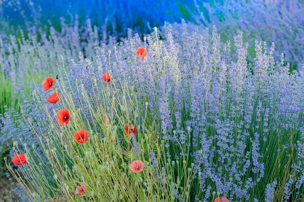 Лавандовое Поле Провансе Красочный Пейзаж Весной Маком — стоковое фото