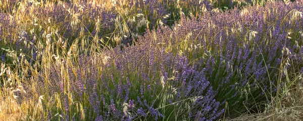 Lavendel Fält Provence Vackert Ljus Bakgrunden — Stockfoto