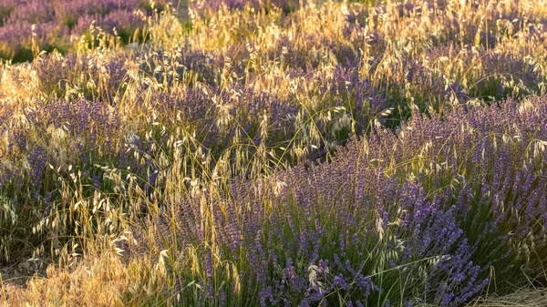 Campo Lavanda Provença Bela Luz Fundo — Fotografia de Stock