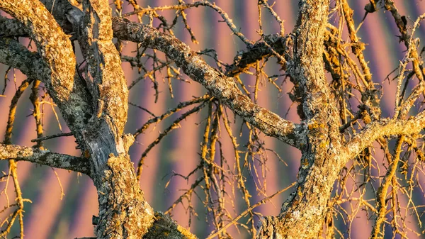Alter Baum Einem Lavendelfeld Der Provence Bei Sonnenuntergang — Stockfoto