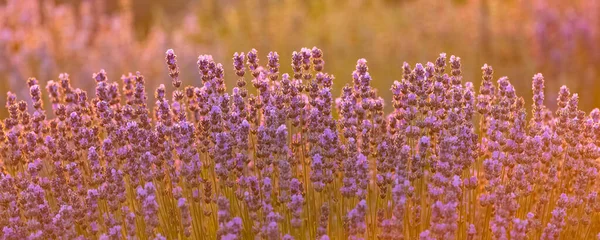 Campo Lavanda Provença Bela Luz Pôr Sol — Fotografia de Stock