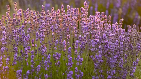 Levandulové Pole Provence Krásné Světlo Při Západu Slunce — Stock fotografie