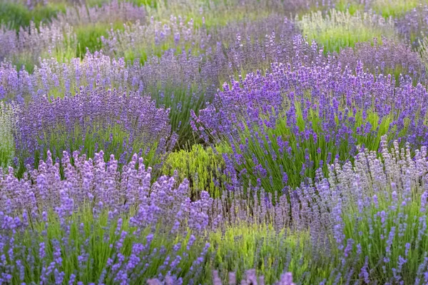 Lavendelfält Provence Vackert Ljus Vid Solnedgången — Stockfoto