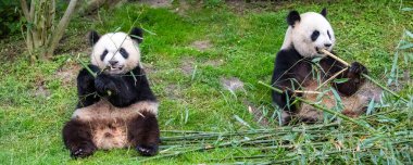 Dev pandalar, ayı pandalar, yavru panda ve annesi bambu yiyor.