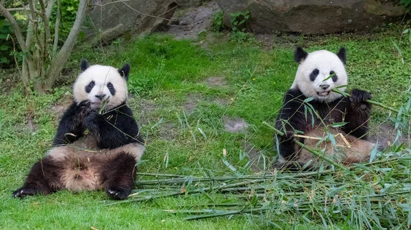 Giant pandas, bear pandas, baby panda and his mother eating bamboo