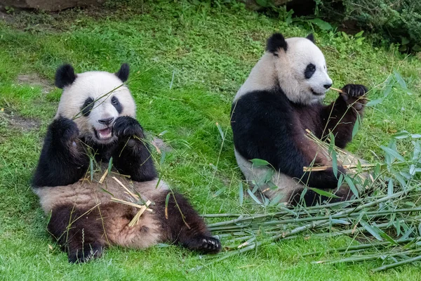 Reuzenpanda Berenpanda Baby Panda Zijn Moeder Die Bamboe Eten — Stockfoto