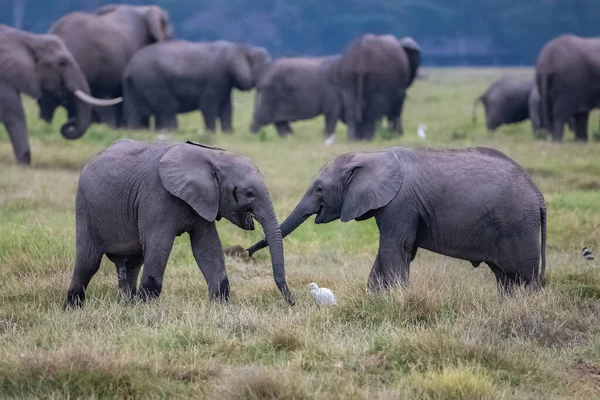 Δύο Νεαροί Ελέφαντες Παίζουν Στο Κοπάδι Αστεία Ζώα Στο Πάρκο — Φωτογραφία Αρχείου