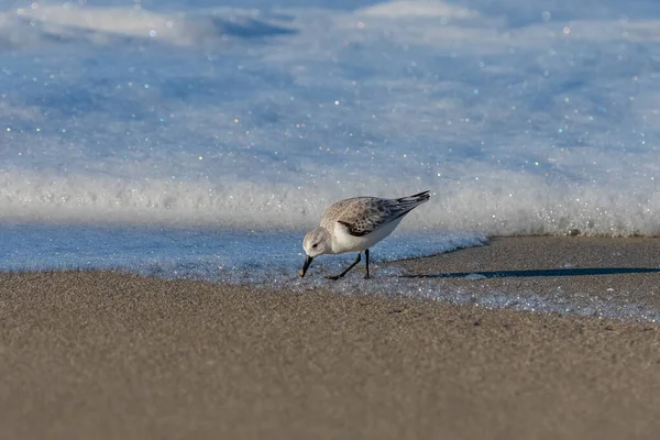 カリドリス アルバサンダリング鳥の餌くちばしを砂の中に押し込んだ — ストック写真