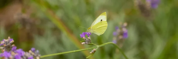 Uma Borboleta Amarela Nublada Pálida Uma Flor — Fotografia de Stock