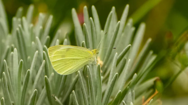 Uma Borboleta Amarela Nublada Pálida Uma Flor — Fotografia de Stock