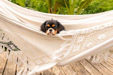 A dog cavalier king charles, a cute puppy in a hammock clipart