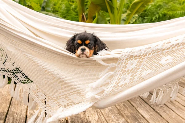 Ein Hund Cavalier King Charles Ein Süßer Welpe Einer Hängematte — Stockfoto