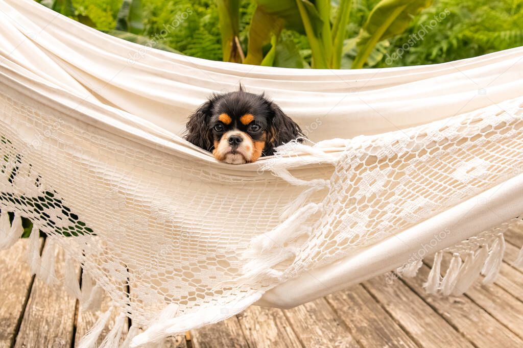 A dog cavalier king charles, a cute puppy in a hammock