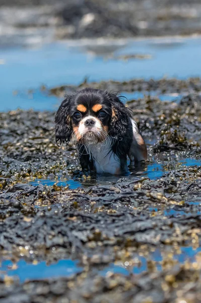 一只狗 勇敢的国王查尔斯 一只可爱的小狗 在海藻中洗澡 — 图库照片