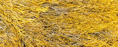 Brittany sahilinde yosunlar, yosun, arka plan