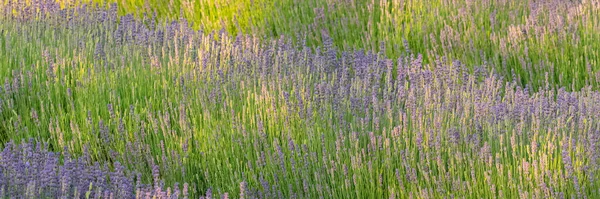 Campo Lavanda Provenza Hermosa Luz Fondo —  Fotos de Stock