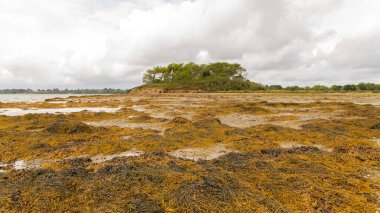 Brittany, Morbihan körfezinin manzarası, Ile aux Moines 'in manzarası, gelgitte küçük bir ada.