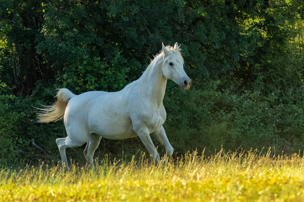 Caballo Blanco Pura Raza Corriendo Campo —  Fotos de Stock