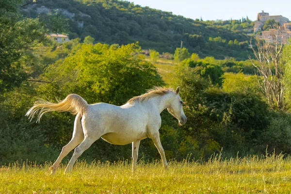 White horse, purebred running in a field