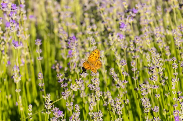 Borboleta Campo Lavanda Provença Fundo Colorido Primavera — Fotografia de Stock