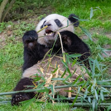 Genç dev panda çimenlerde bambu yiyor, portre