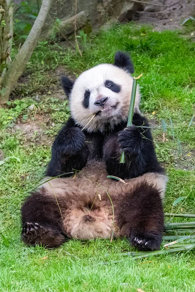 Obří Pandy Medvědí Pandy Panda Jeho Matka Jedí Bambus — Stock fotografie