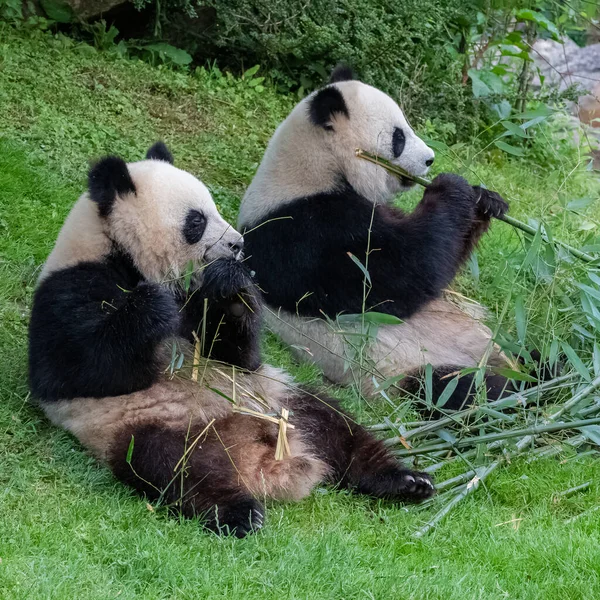 Riesenpandas Bärenpandas Baby Panda Und Seine Mutter Essen Bambus — Stockfoto