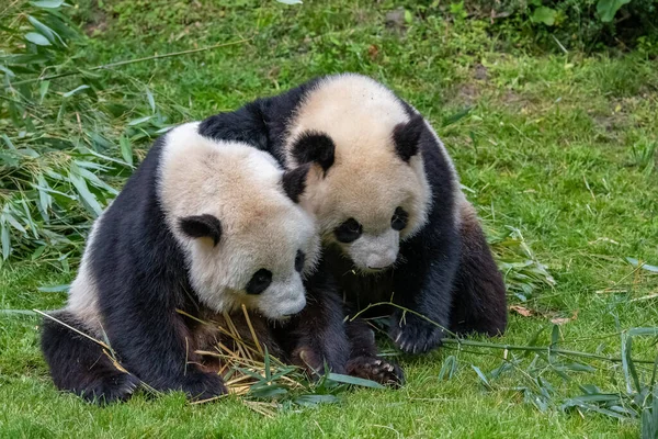 Junger Riesenpanda Frisst Bambus Gras Portrait — Stockfoto