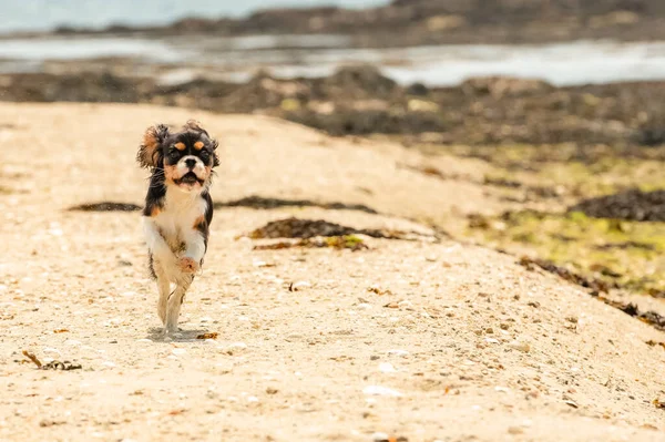 Dog Cavalier King Charles Cute Puppy Running Beach — Stock Photo, Image