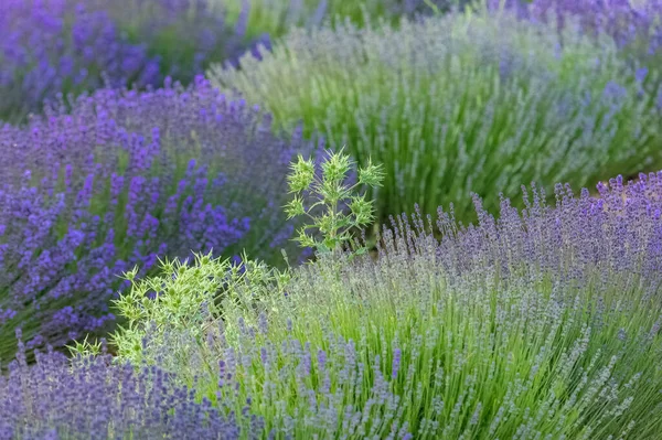 Lavendelfält Provence Färgglatt Landskap Våren Tistel — Stockfoto