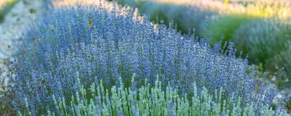 Lavendelfält Provence Färgglatt Landskap Våren Geometriskt Mönster — Stockfoto