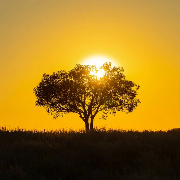 Baum Sonnenuntergang Der Provence Farbenfrohe Landschaft — Stockfoto