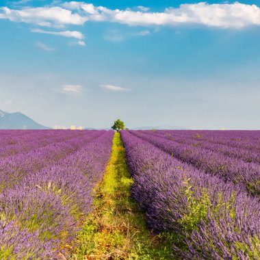 Provence 'deki lavanta tarlası, ilkbaharda güzel bir manzara.