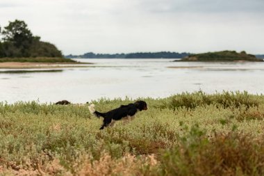 Süvari köpek kralı Charles, tarlada koşan sevimli bir köpek yavrusu, arka planda deniz var.