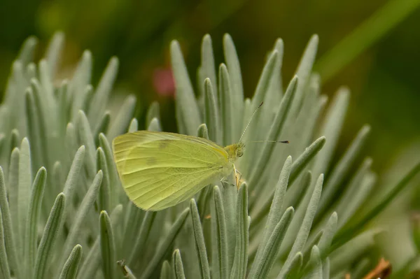 A pale clouded yellow butterfly on a flower