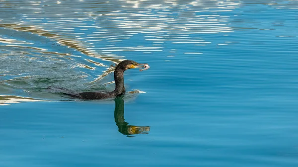 Grande Cormorão Comendo Peixe Mar — Fotografia de Stock