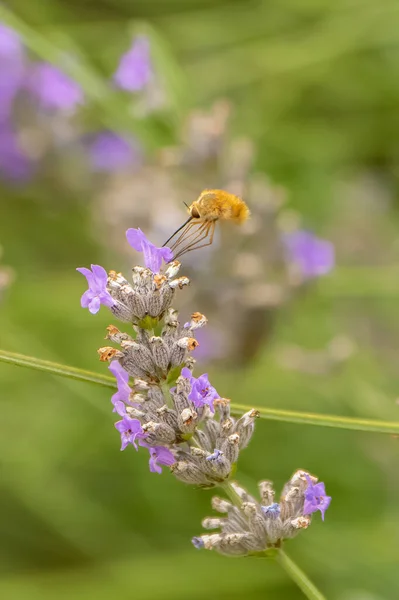 Ein Falkenfalter Insekt Das Einer Lavendelblüte Fliegt — Stockfoto