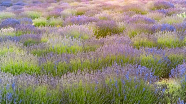Lavendelfeld Der Provence Schöner Hintergrund — Stockfoto