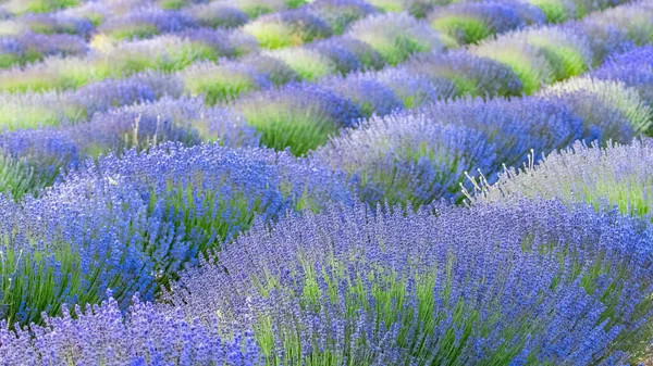 Campo Lavanda Provenza Hermosa Luz Atardecer —  Fotos de Stock