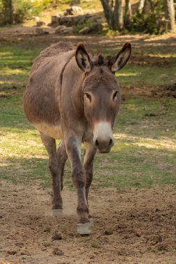 Tarlada duran bir eşek, portre.