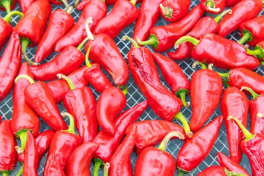 Espelette biberleri Bask ülkesindeki bir serada kurutuldu.