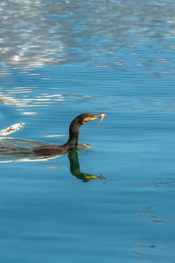 Büyük karabatak denizde balık yiyor.