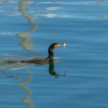 Büyük karabatak denizde balık yiyor.