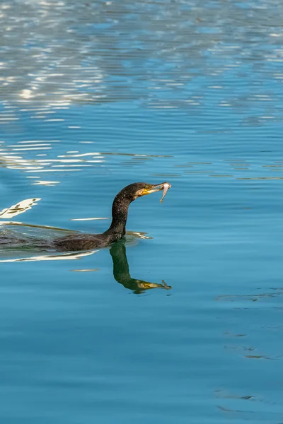 Kormoran Frisst Einen Fisch Meer — Stockfoto