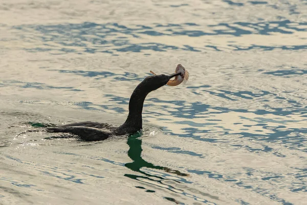 大鵜は海で魚を食べる — ストック写真