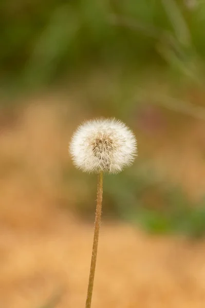 Uma Flor Dente Leão Belo Fundo — Fotografia de Stock