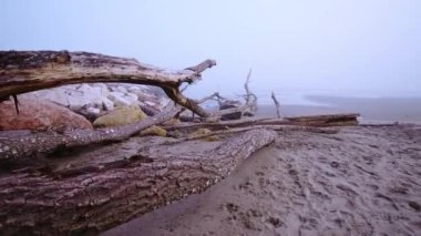 Sis Beach'te yukarıda ahşap dalları
