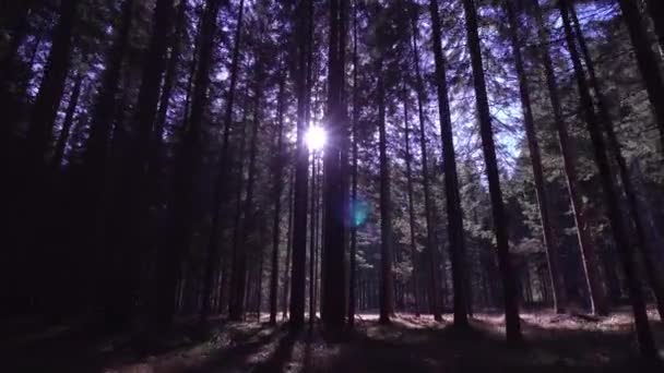 Луч солнца в лесу среди высоких деревьев — стоковое видео