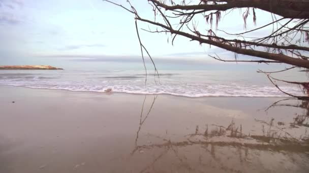 Beautiful shore of the beach with a trunk brought up from the sea — Stock Video